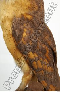 Barn owl - Tyto alba  0071